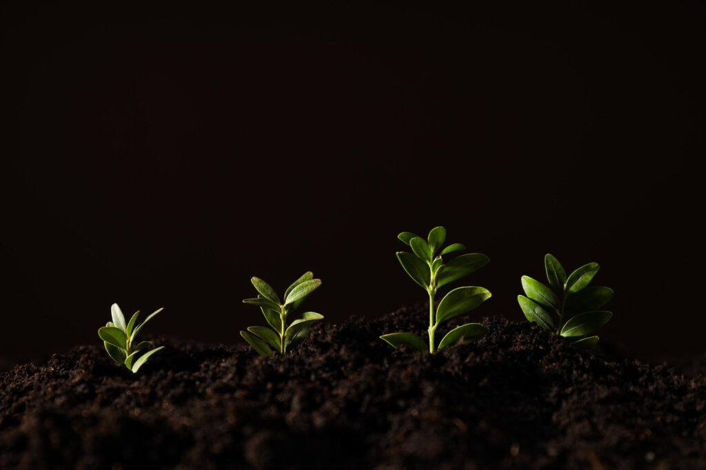 A dark background showing seeds growing at different stages of growth