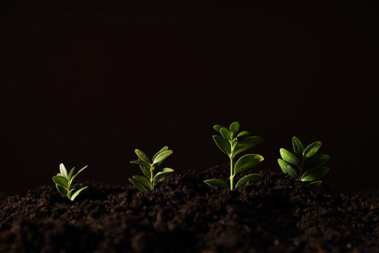 A dark background showing seeds growing at different stages of growth